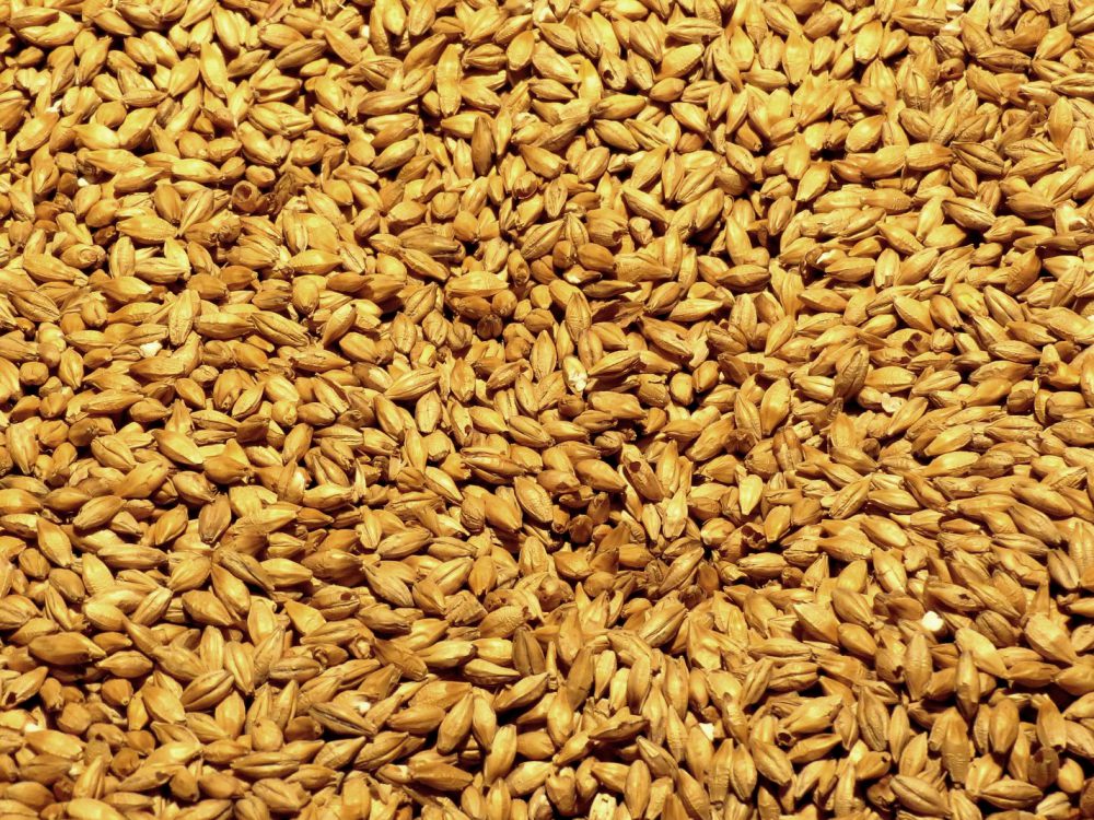 barley-2188470_1920