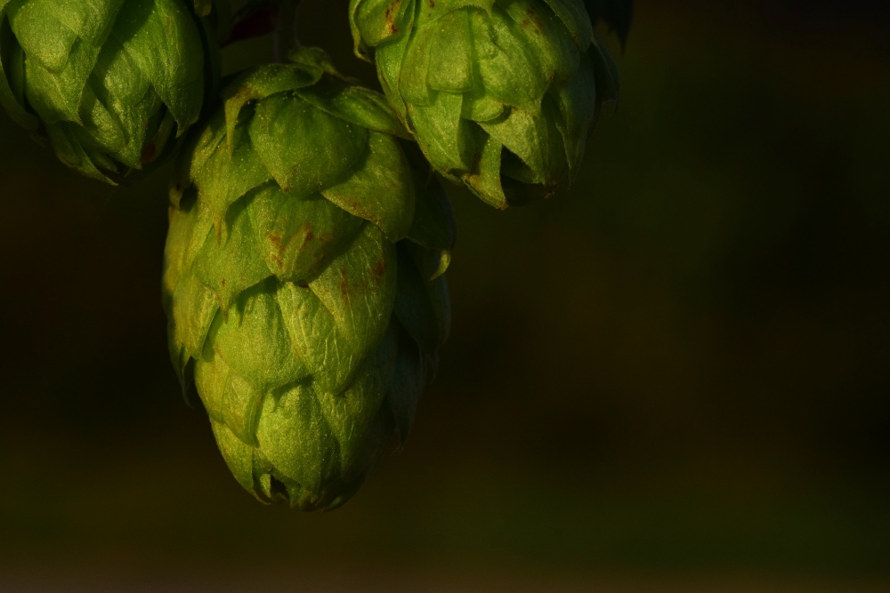 hops-2682304_1920