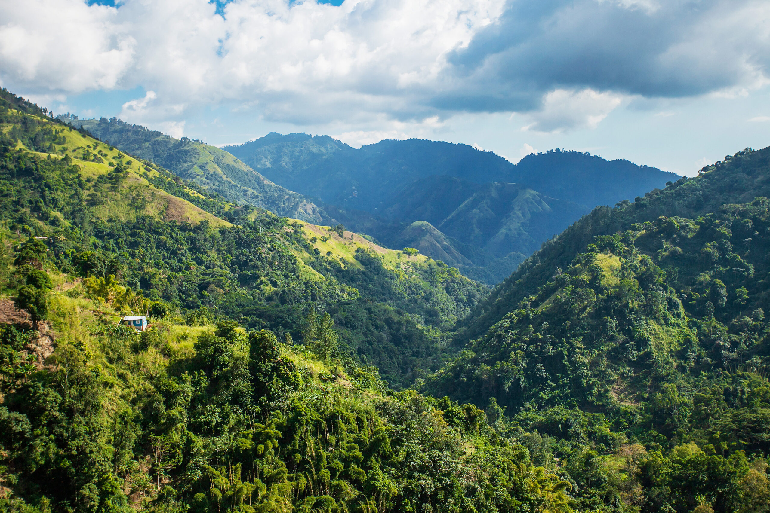 Blue,Mountains,Of,Jamaica,Where,Coffee,Is,Grown